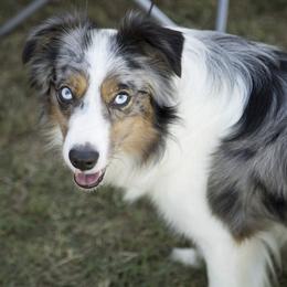 Miniature Australian Shepherds and Toy Australian Shepherds from Wellington Ranch Aussies