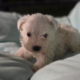 Chex - White male Miniature Schnauzer puppy in Allison, Iowa from Firefly Stables