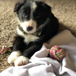 Border Collie Puppies from Cascade Sun Kennels