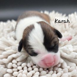 Karah - Red female Pembroke Welsh Corgi puppy in Renton, Washington from Laurel Canyon Kennels