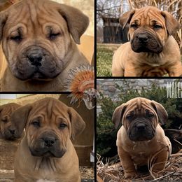2nd Pick Male - Red male Boerboel puppy in Pennsylvania from Cold River Boerboels