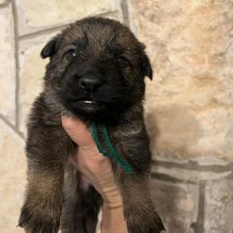 Lars (green) - Sable male German Shepherd puppy in Boerne, Texas from Sudenblick German Shepherds
