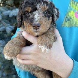 Penny - Chocolate merle female Bernedoodle puppy in Caldwell, Idaho from Treasure Valley Poodles