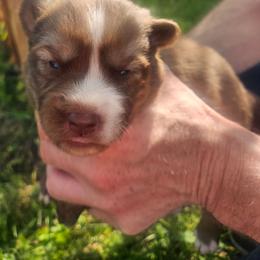 Oscar - Red and white male Siberian Husky puppy in Louisville, Kentucky from Wild Hunt Huskies