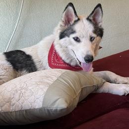 Scarlet - Siberian Husky