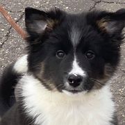 Icelandic Sheepdog Puppies from Valhalla Icelandic Sheepdogs