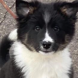 Icelandic Sheepdog Puppies from Valhalla Icelandic Sheepdogs