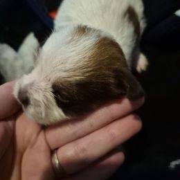 Girl 3 - Fawn female Chihuahua puppy in Trout, Louisiana from Magnolia Farm's LLC