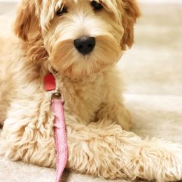 Australian Labradoodle All Grown Up from Mountain Park Australian Labradoodles
