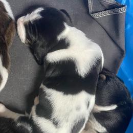 Ada - Black brown and white female Basset Hound puppy in Daleville, Alabama from Home Grown Basset Hounds of Alabama