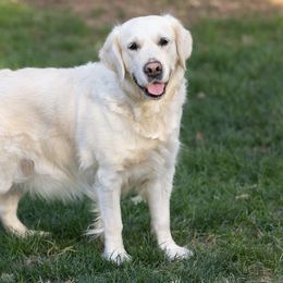 Willow Grace - Golden Retriever