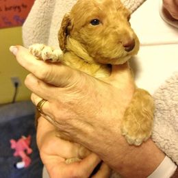 Poodle Puppies from Polly Wally Doodles and Poodles