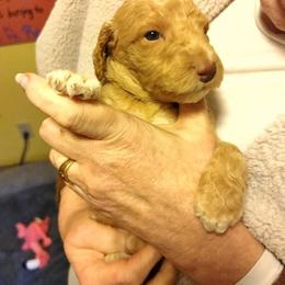Poodle Puppies from Polly Wally Doodles and Poodles
