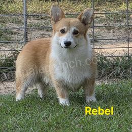 Rebel - Pembroke Welsh Corgi