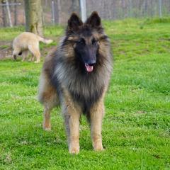 Horatio - Belgian Tervuren