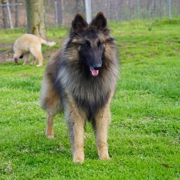 Horatio - Belgian Tervuren