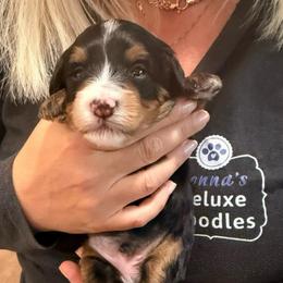 Ned - Tri-color male Bernedoodle puppy in Lake Panasoffkee, Florida from Donnas Deluxe Doodles LLC