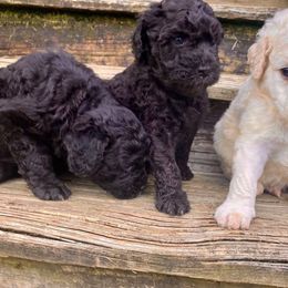 Goldendoodle Puppies from Doodle Den RI