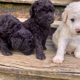 Goldendoodle Puppies from Doodle Den RI