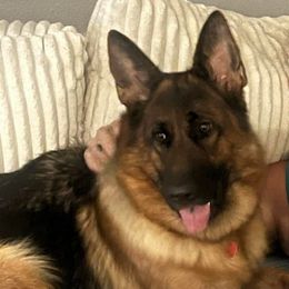 Mia - German Shepherd