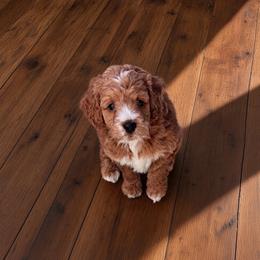 Emmylou - Red female Cockapoo puppy in Marietta, South Carolina from River Falls Cockapoos