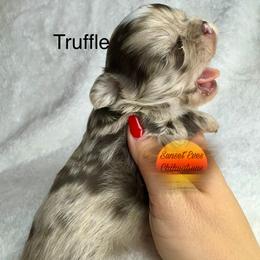 Chihuahua Puppies from Sunset Eves Chihuahuas