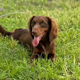 Mocha - Dachshund