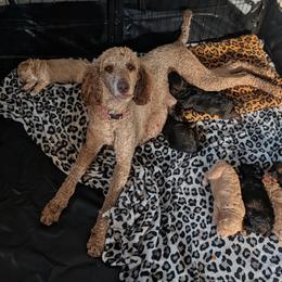 Poodle Puppies from Sarah's Poodles