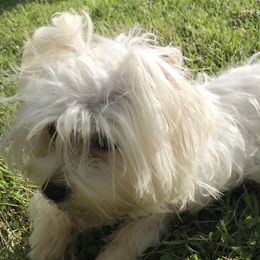 Sugar - Maltese