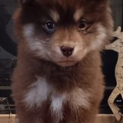 Finnish Lapphunds and Leonbergers from Legendary Leonbergers and Finnish Lapphunds