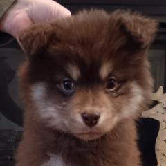 Finnish Lapphunds and Leonbergers from Legendary Leonbergers and Finnish Lapphunds