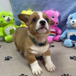 Snickers - Red male Pembroke Welsh Corgi puppy in Apison, Tennessee from Ashmore Corgis