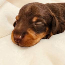 Chance- CKC Registration - Chocolate and tan male Dachshund puppy in Stoneville, North Carolina from Yadkin Valley Dachshunds