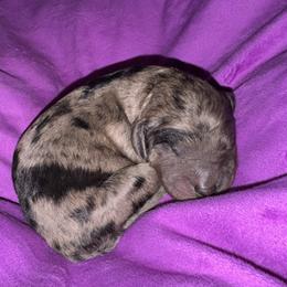 Dendritic - Merle male Goldendoodle puppy in Philadelphia, Pennsylvania from Jah’s Retrievers