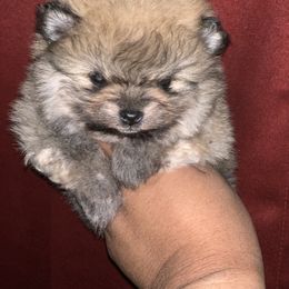 Pomeranian Puppies from BD Poms