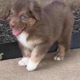 Red - Red tri-color male Australian Shepherd puppy in Harrah, Oklahoma from Kamm's Aussies