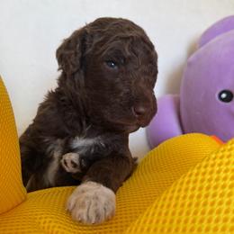 Jersey (Brown Boy) - Red  male Goldendoodle puppy in Toledo, Ohio from Avery Doodle Day LLC