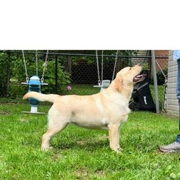 Dannie - Labrador Retriever