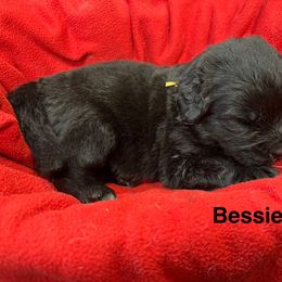 Bessie - Black female Newfoundland puppy in Goodhue, Minnesota from Claypits Newfoundlands