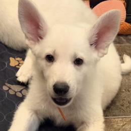 Orange - White male German Shepherd puppy in Tonopah, Nevada from Mercy's White Shepherds