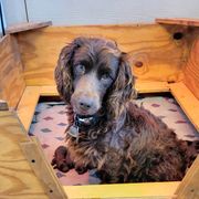 Tootsie - Boykin Spaniel