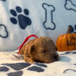 Daisy - Apricot female Poodle puppy in Berrien Springs, Michigan from Michigan Mini & Toy Red Poodles