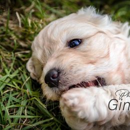 Goldendoodle Puppies from New Moon Farm Goldendoodles