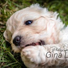 Goldendoodle Puppies from New Moon Farm Goldendoodles