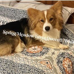 Pembroke Welsh Corgi All Grown Up from Tina Bible's Pembroke Welsh Corgis