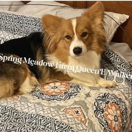 Pembroke Welsh Corgi All Grown Up from Tina Bible's Pembroke Welsh Corgis