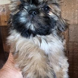 Forest - Sable and white male Shih Tzu puppy in Sanger, California from Hillsides Shih-Tzu