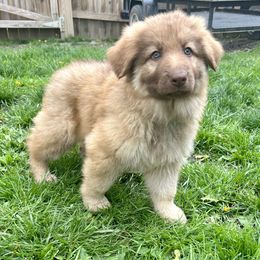 German Shepherd Puppies from Scenic City Shepherds