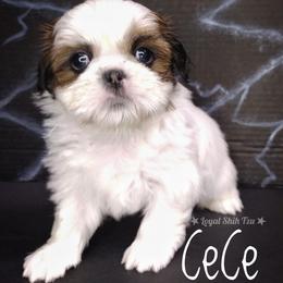 Lucy - Black gold and white female Shih Tzu puppy in Peoria, Arizona from Loyal Shih Tzu