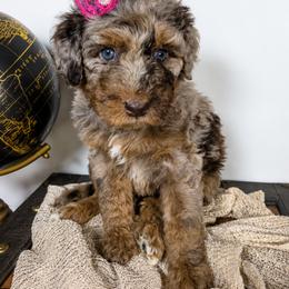 Aussiedoodle Puppies from The Cuddly Dood Ranch